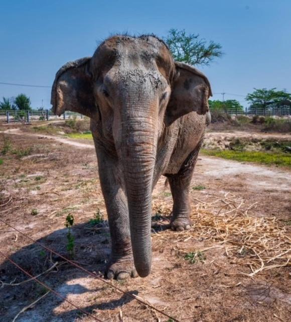 Elephant View Camp Ban Huai Thawai Zewnętrze zdjęcie